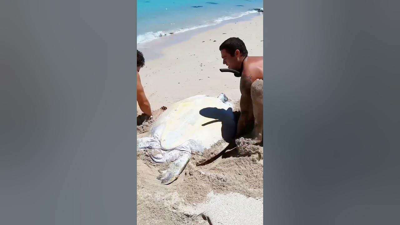 Man Finds Giant Turtle Stranded on the Beach #gamtng