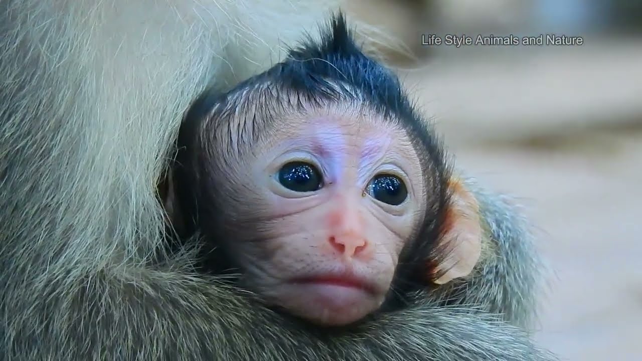 🥰Good News! Very nice day! Congratulations to the mother monkey for giving a cute baby.