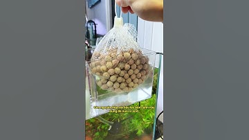 Bí kíp nâng cấp bể cá mini thành bể thuỷ sinh cao cấp chỉ với 1 món đồ #notashopvn #aquarium #fish