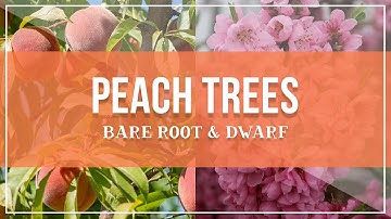 Bare Root & Dwarf Peach Trees at Bauman