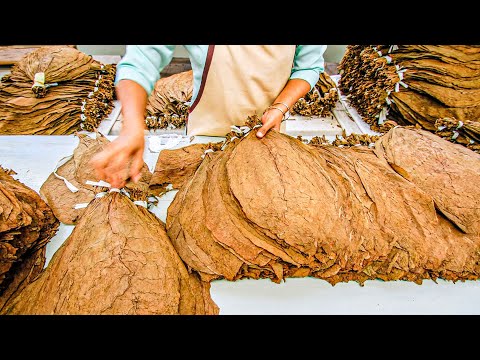 How To Make Tobacco From Tobacco Leaves | Processing Tobacco Leaves | How to Grow Tobacco Plant