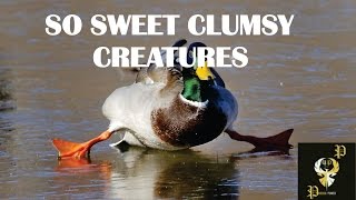 Clumsy ducks on ice Compilation I PP 2016 by Crazy Gorilla 74,831 views 8 years ago 4 minutes, 11 seconds