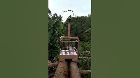 tes mental prenjak di kebun