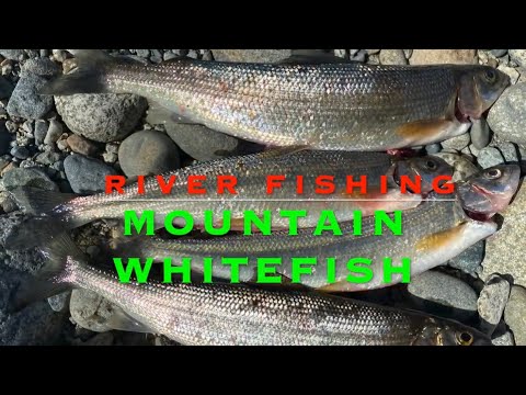 Videó: Tavaszi Whitefish