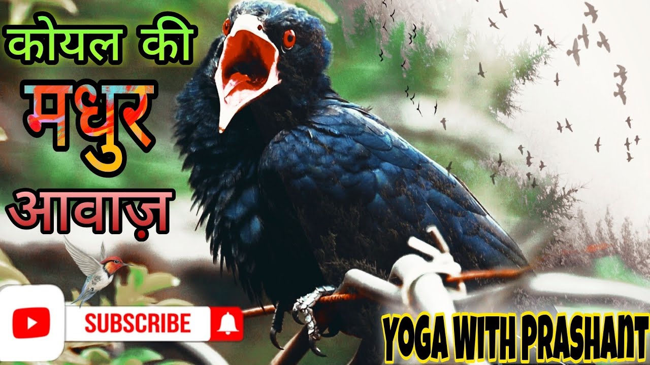 कोयल की मधुर आवाज सुने l koyal ki awaaz / Asian Koyal cuckoo l Yoga With Prashant