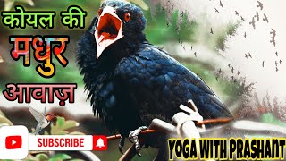 कोयल की मधुर आवाज सुने L Koyal Ki Awaaz / Asian Koyal Cuckoo L Yoga With Prashant