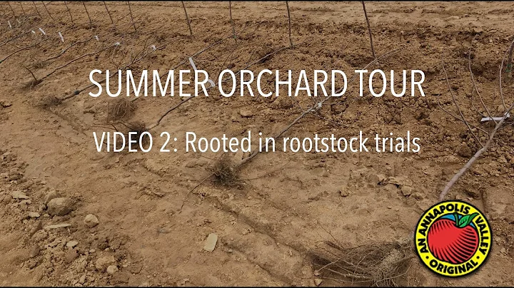 Video 2: Rooted in rootstock trials