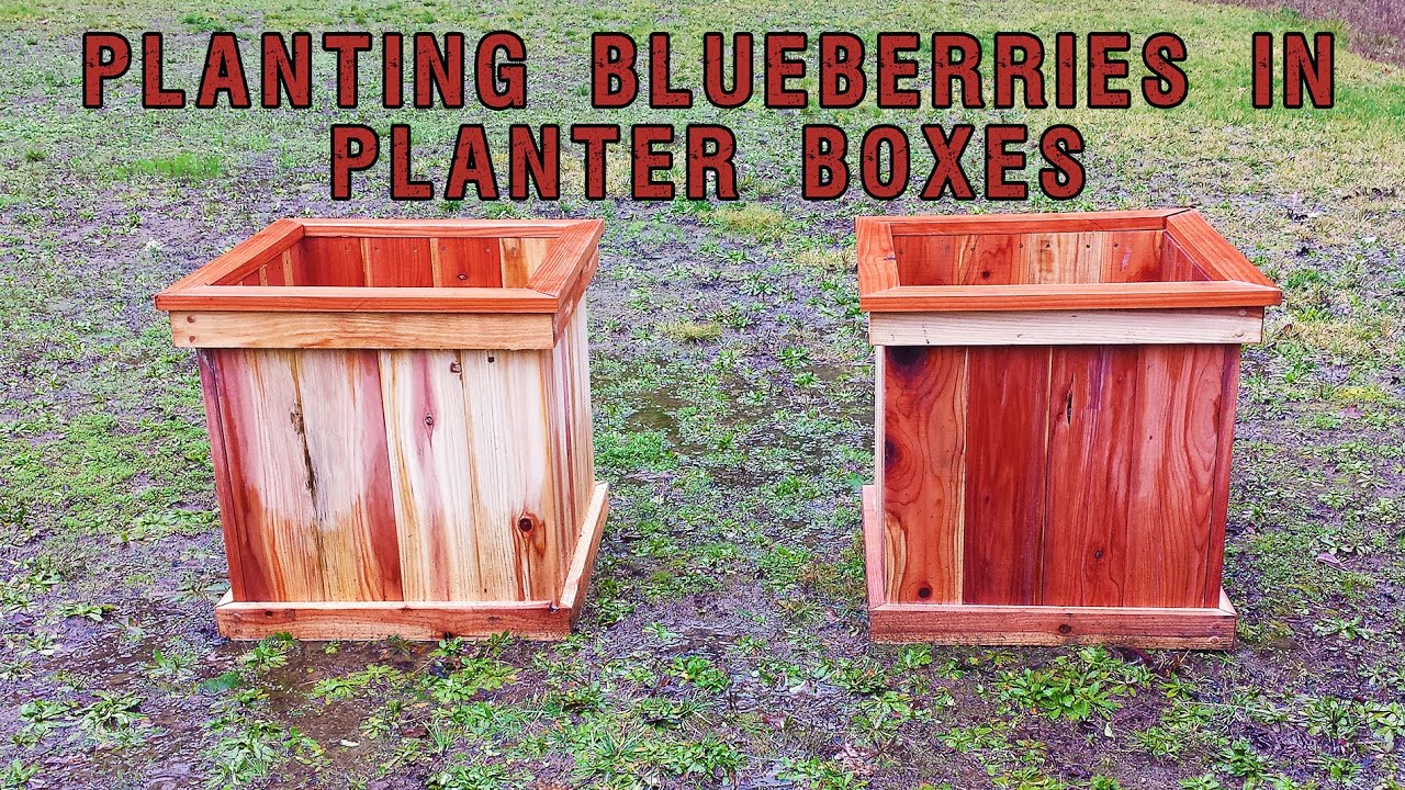 Planting Blueberries in Planter Boxes maxresdefault