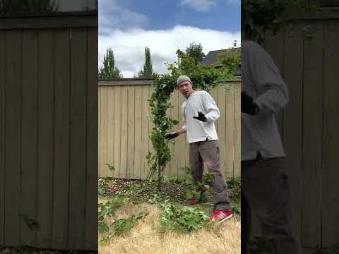 Wideo: Problemy Boysenberry - Informacje o powszechnych chorobach Boysenberry