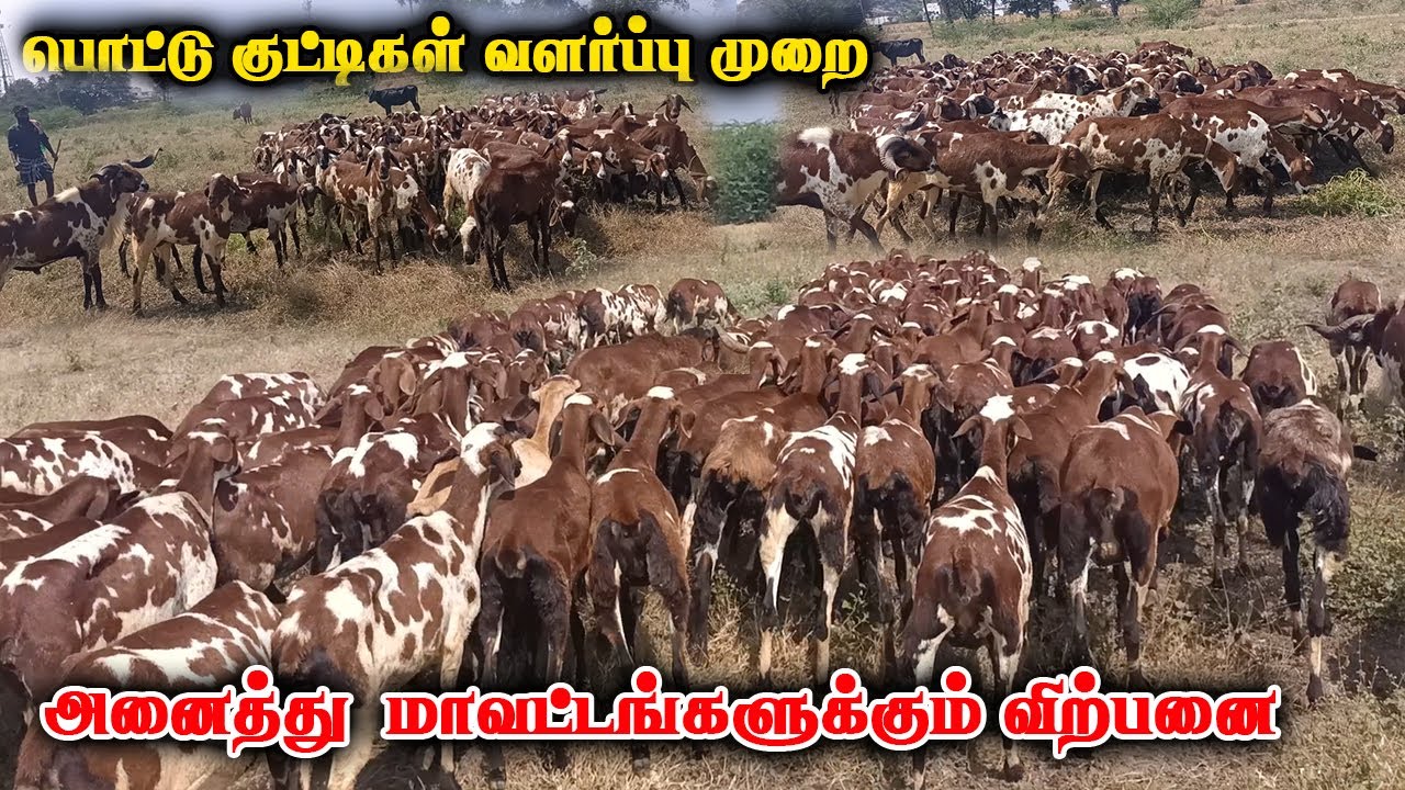 பொட்டு குட்டிகள் வளர்ப்பு முறை மற்றும் விற்பனை| வேம்பூர் பொட்டு குட்டிகள்| Pottu kutty for sale