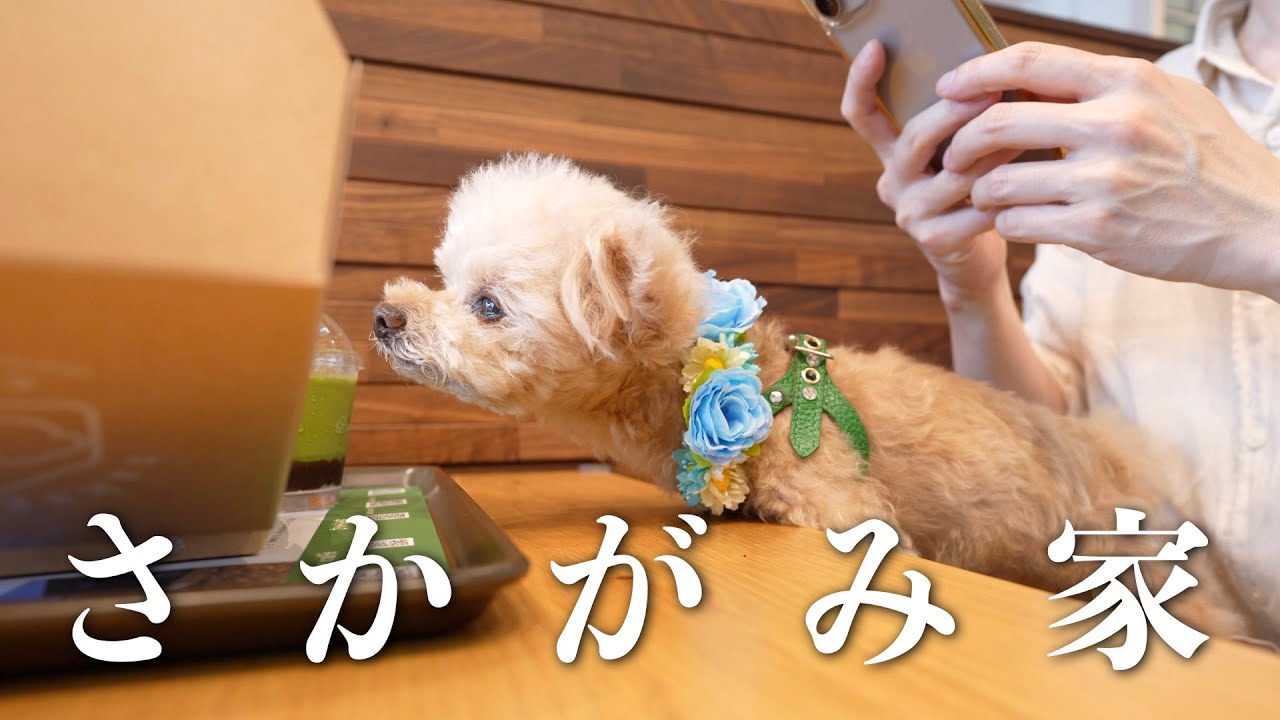 木更津アウトレット「さかがみ家カフェ」に初入店！【トイプードル】