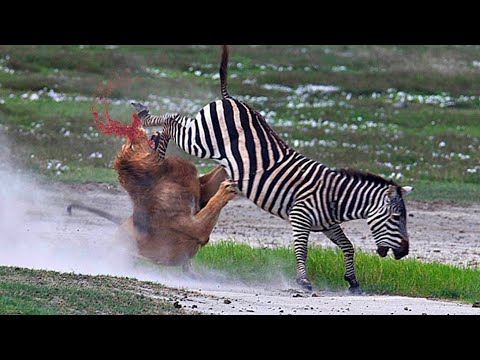 Видео: Пресичане: страшни зебри