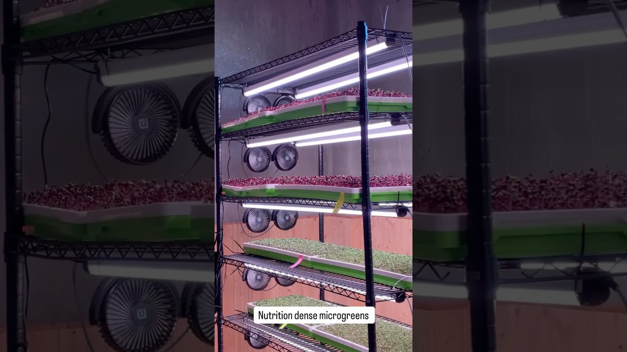 Did you know? The high altitude and pristine environment of the Himalayas. 