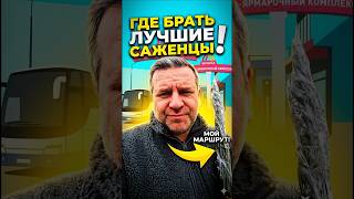 Где достать ЛУЧШИЕ САЖЕНЦЫ🌿 Мой маршрут. #shorts