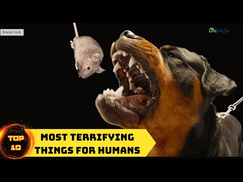 Top 10 Most Terrifying Things for Humans