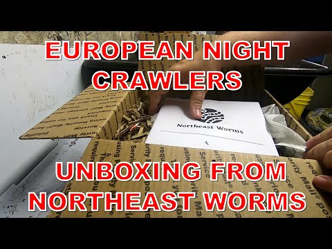 NORTHEAST WORMS UNBOXING