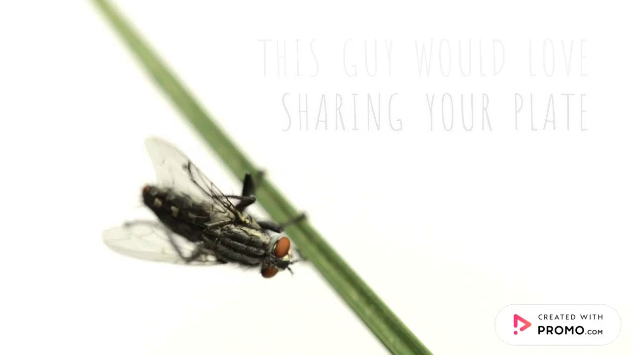 Diamond Dog Pest Control (Commercial Fly)