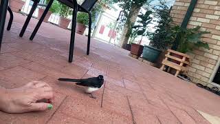 Can Wagtail dancing 