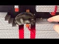 ハムスター ココちゃんもハムマリオに挑戦！WORLD1-4（HAMUMARIO）Hamster Super Mario Bros.