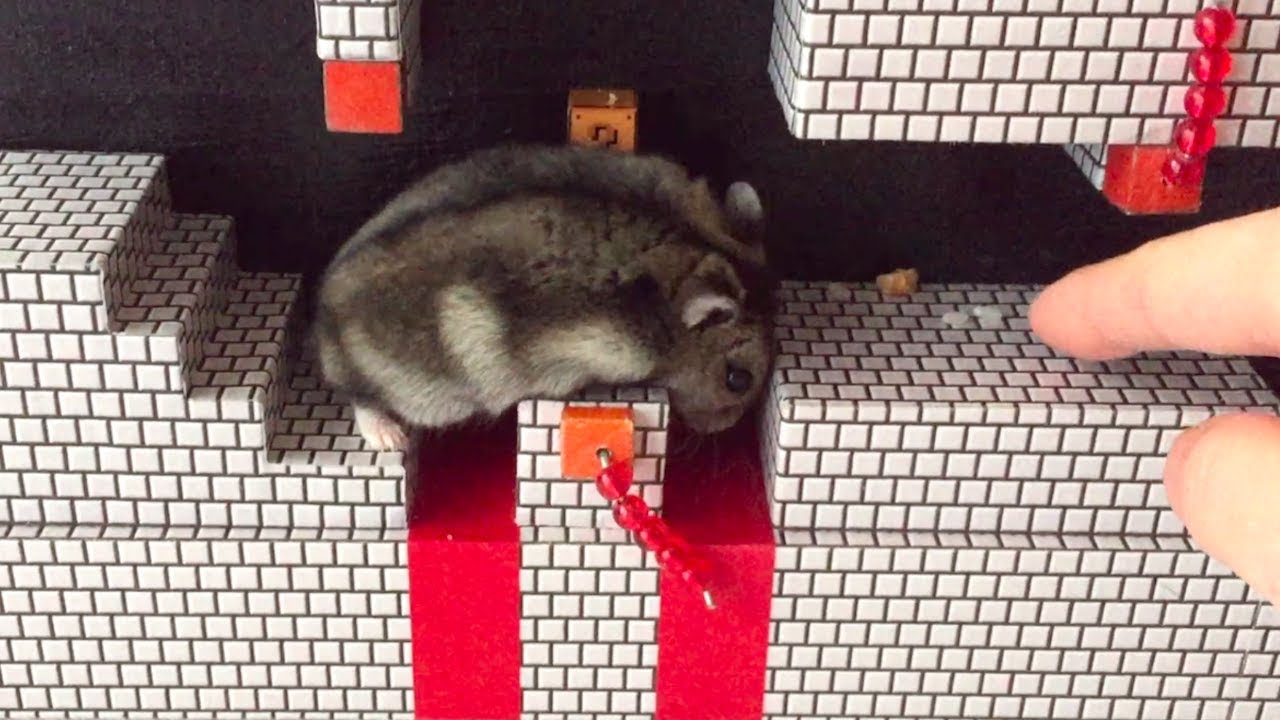 ハムスター ココちゃんもハムマリオに挑戦！WORLD1-4（HAMUMARIO）Hamster Super Mario Bros.