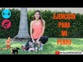¿Mi perro necesita hacer ejercicio? ¿como hacer ejercicio con mi perro?- Tips by Natalia Ospina