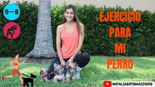 ¿Mi perro necesita hacer ejercicio? ¿como hacer ejercicio con mi perro? Tips by Natalia Ospina