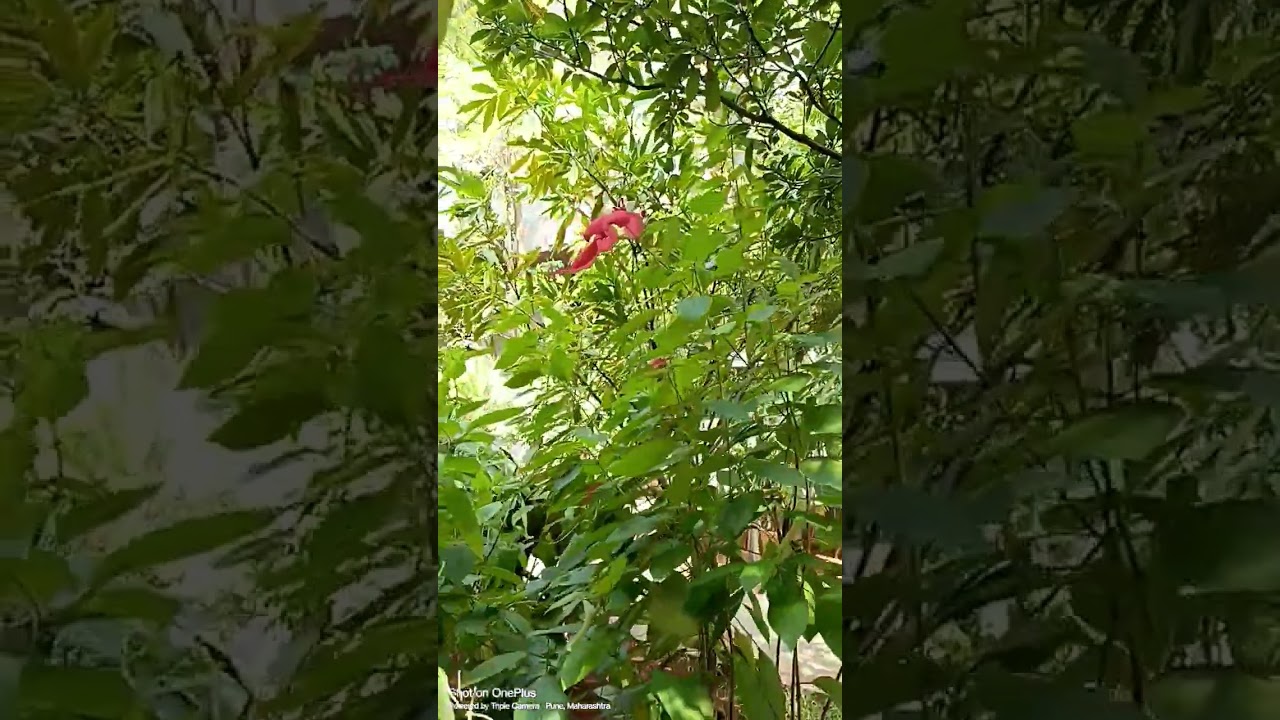 flowers from Informal garden 