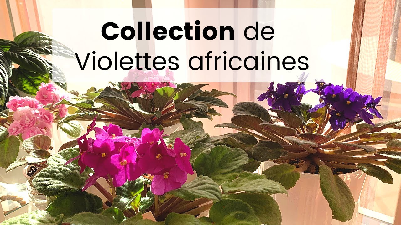 Ma collection de Violettes Africaines - Les fleurs, spéciales et chimères |  Tour des Saint Paulia - thptnganamst.edu.vn