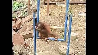 Funny Memes - Monkey