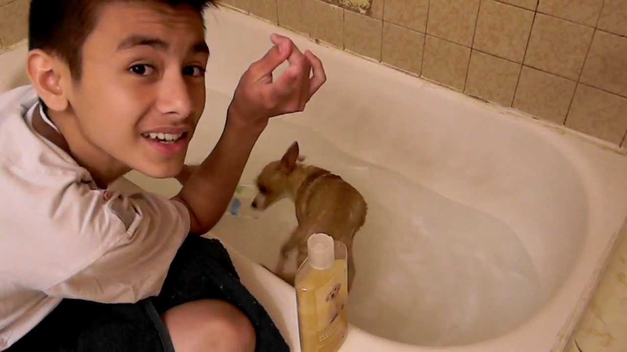 Me Giving My Dog A Bath 4 The 1st Time And (How 2 Give Your Dog A Bath