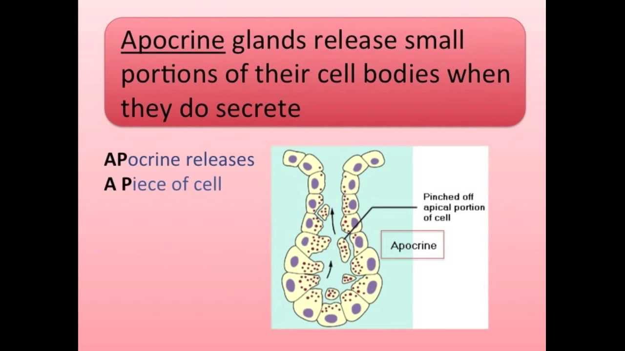 Exocrine Glands Song - YouTube