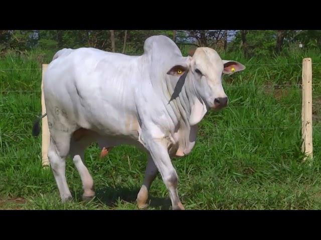 LOTE 16   9444 mp4