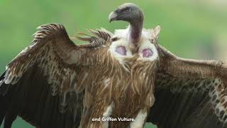 Vulture Conservation Foundation - Together for Vultures