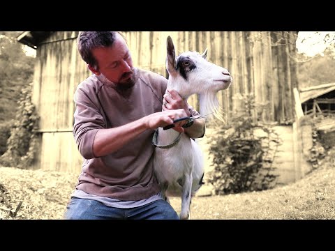 How To Trim A She Goat&rsquo;s Beard