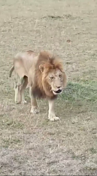 Oloimina Black Rock Male Lion on slow Recovery | #lion #masaimara #shorts #wildlife