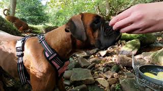 Wild Boxer Dogs in the Forest #SpoonFace by Layla the Boxer Dog 3,992 views 3 years ago 10 minutes, 33 seconds