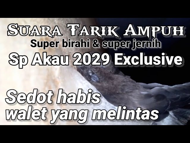 SP AKAU 2029 EXCLUSIVE, suara tarik Akau terbaik.suara tarik walet ampuh, jernih, original, terbukti class=