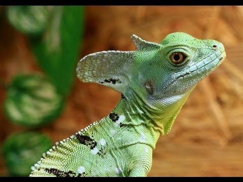Grusel Der Natur Reptilien doku Deutsch