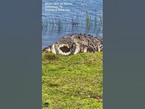 🐊 Get Ready to Meet Croczilla: Florida's Largest Crocodile 🌞 - YouTube