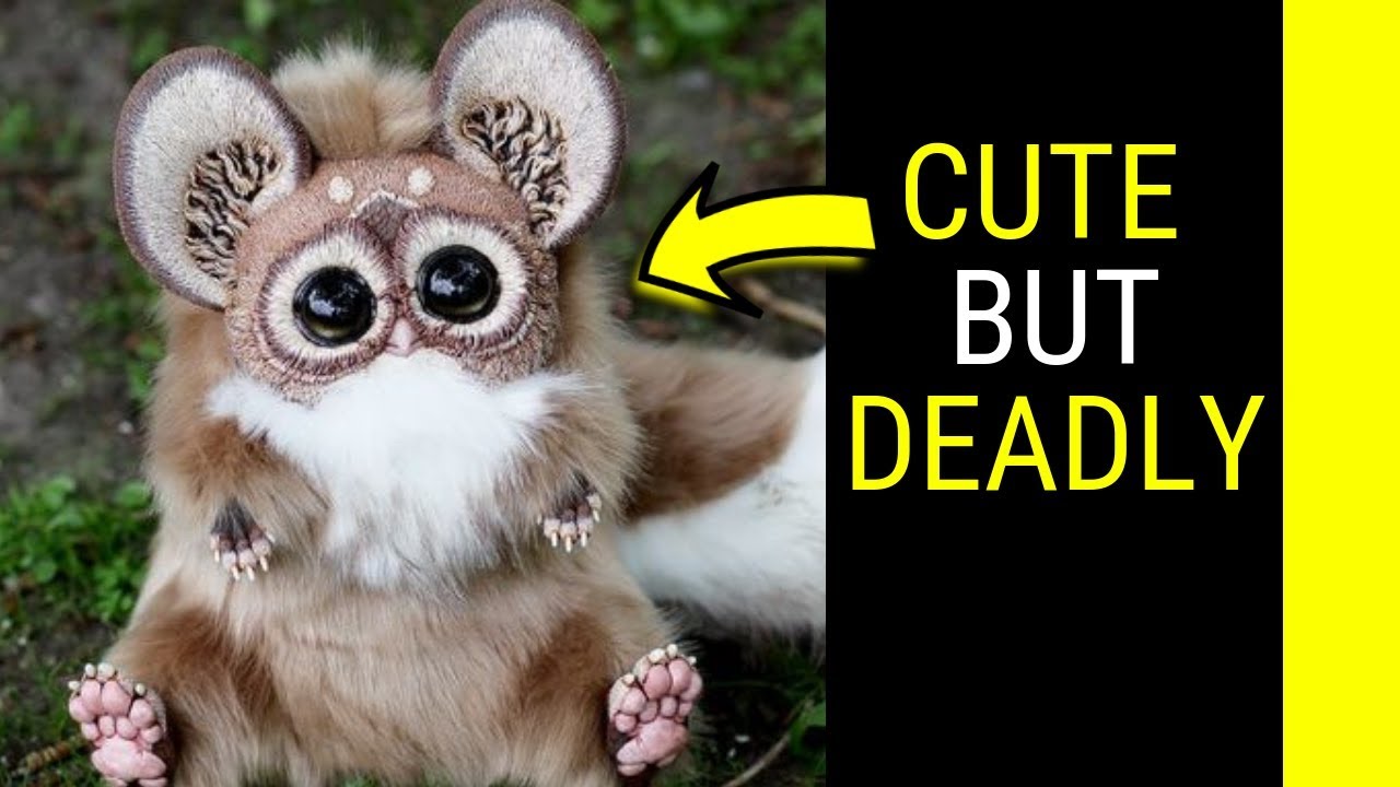 Top 10 most Cute but deadly animals in the world. - YouTube