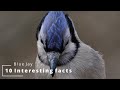 10 Interesting Facts About Blue Jay
