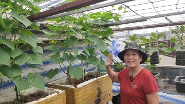 Hướng dẫn cắt ngọn Dưa Leo , rõ ràng từng chi tiết  ( phần 1 ) | Khoa Hien 543