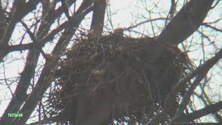 Mom and DM2 at nest N4 by Raptor Resource Project 749 views 1 month ago 49 seconds