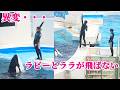 ラビーとララに異変・・・大技拒否 鴨川シーワールド シャチショー KamogawaSeaWorld orca killerwhale