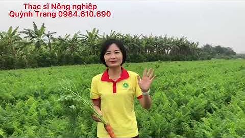 Trồng cà rốt đạt năng suất chất lượng
