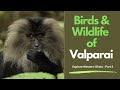 Birds  wildlife of valparai