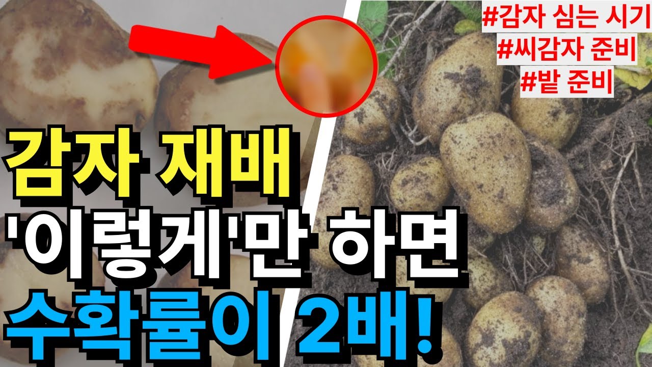 감자 심는 시기, 재배 방법. 봄 감자 실패없이 2배 수확하는 방법