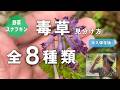 【野草術】毒草の見分け方 全8種類~ヨモギとムラサキケマンの見分け方、クサノオウ、エンゴサク、アズマイチゲ、ヒガンバナ、テイカカズラ、センニンソウ、ハナニラ