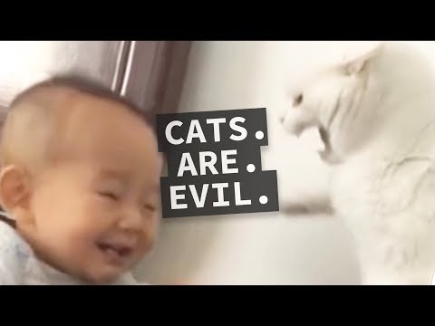 Video: Catitude: What Is My Cat So Mean? “