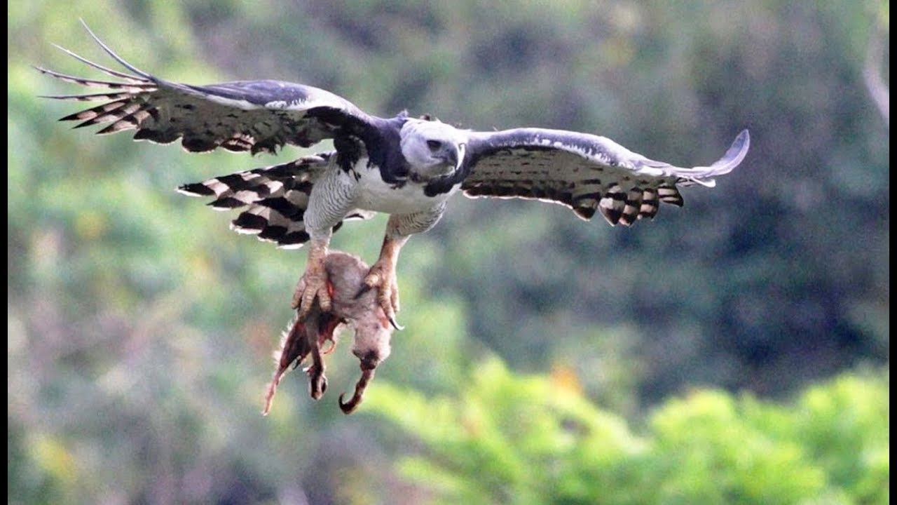 Cet oiseau tue et mange des singes - ZAPPING SAUVAGE